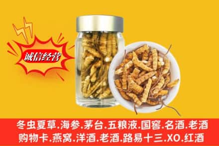 阳朔县回收散虫草